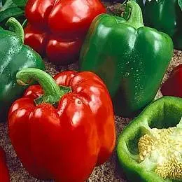 Pepper varieties resistant to diseases and low temperatures