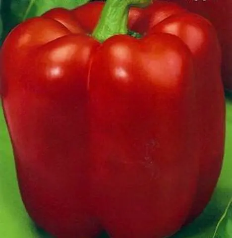 Pepper varieties resistant to diseases and low temperatures