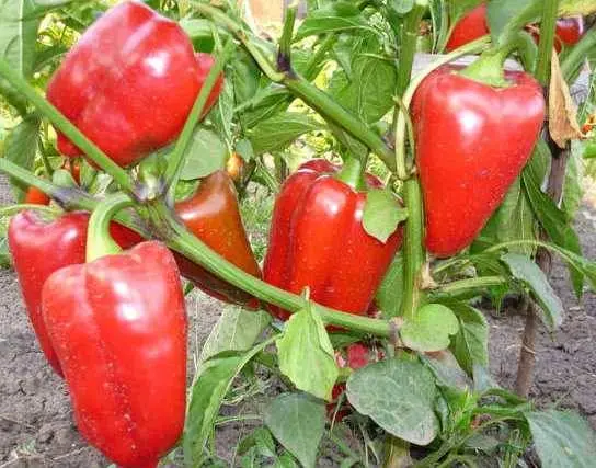 Pepper varieties resistant to diseases and low temperatures