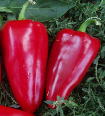 Pepper varieties resistant to diseases and low temperatures