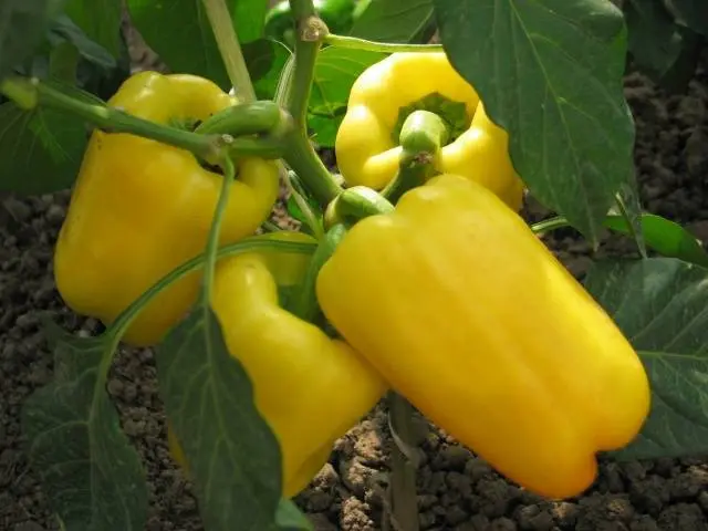 Pepper varieties resistant to diseases and low temperatures