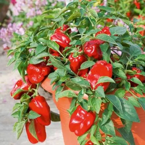 Pepper varieties resistant to diseases and low temperatures