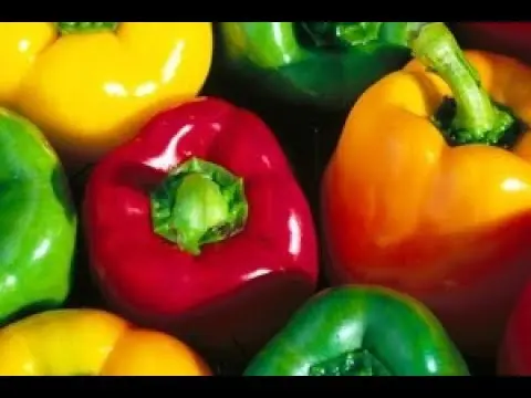 Pepper varieties resistant to diseases and low temperatures