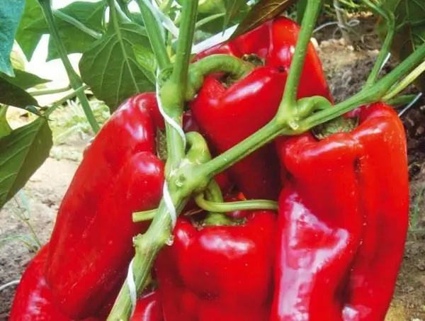 Pepper varieties resistant to diseases and low temperatures