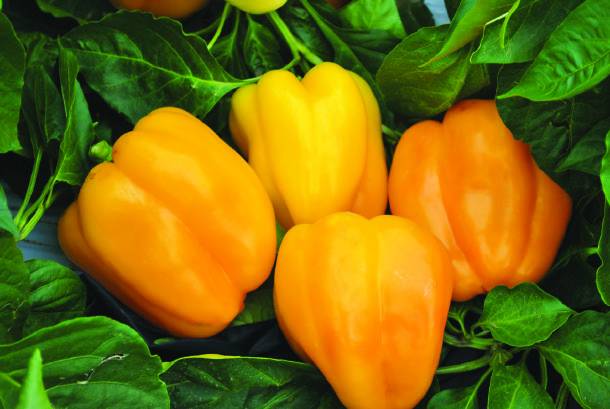 Pepper varieties resistant to diseases and low temperatures