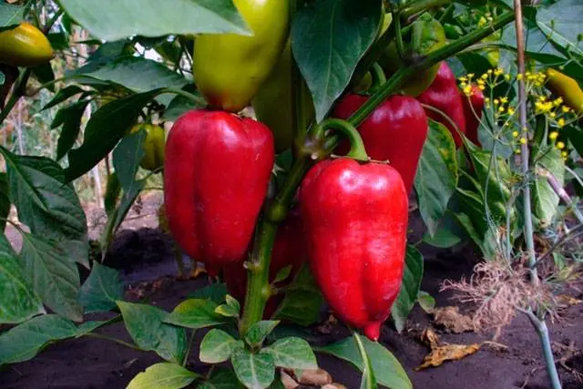 Pepper varieties resistant to diseases and low temperatures