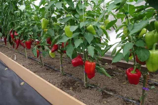 Pepper variety Regor: photo and description