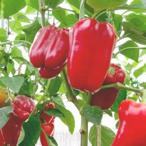 Pepper variety Regor: photo and description