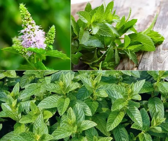 Peppermint: benefits and harms for men, for women, during pregnancy