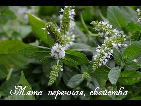 Peppermint: benefits and harms for men, for women, during pregnancy