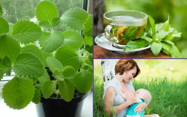 Peppermint: benefits and harms for men, for women, during pregnancy