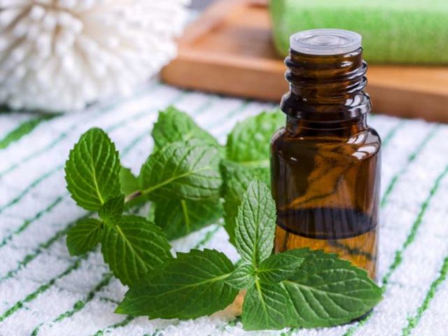 Peppermint essential oil: properties and uses, reviews