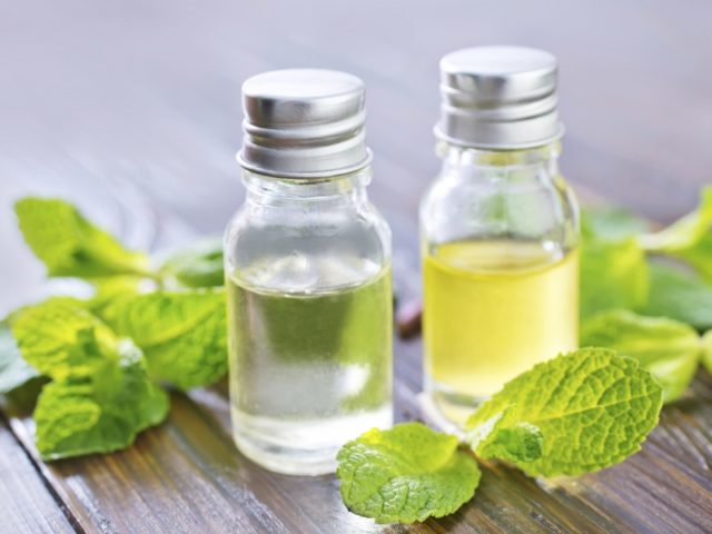 Peppermint essential oil: properties and uses, reviews