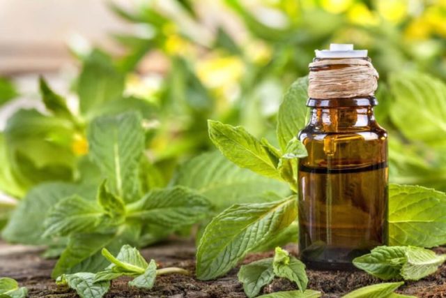 Peppermint essential oil: properties and uses, reviews