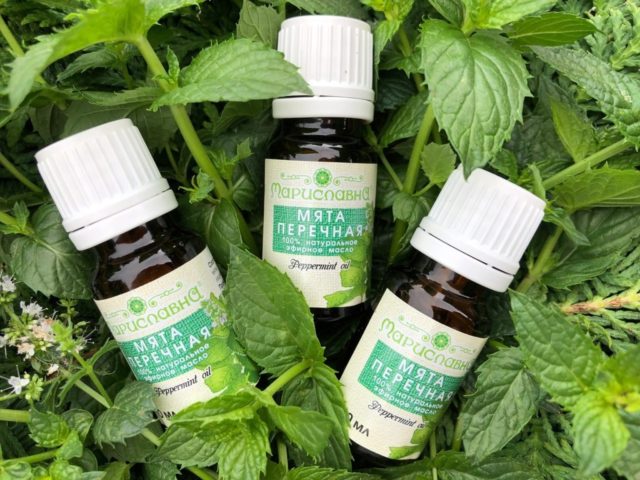 Peppermint essential oil: properties and uses, reviews