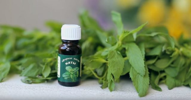 Peppermint essential oil: properties and uses, reviews