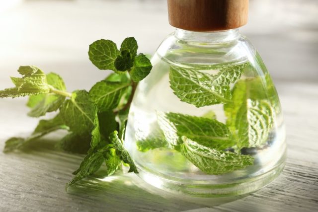 Peppermint essential oil: properties and uses, reviews