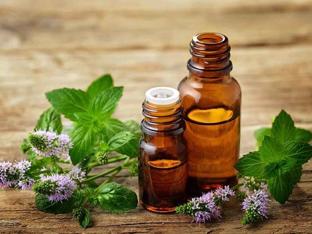 Peppermint essential oil: properties and uses, reviews