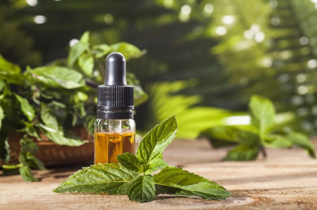 Peppermint essential oil: properties and uses, reviews