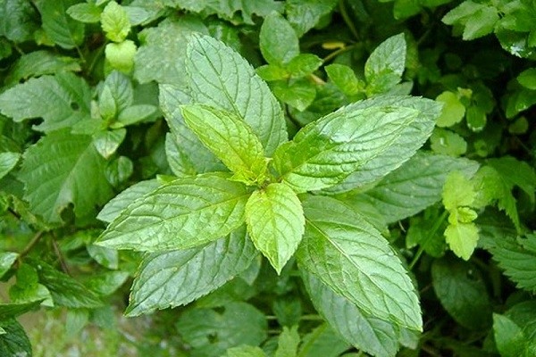 Peppermint Kubanskaya 6: description, reviews, photos