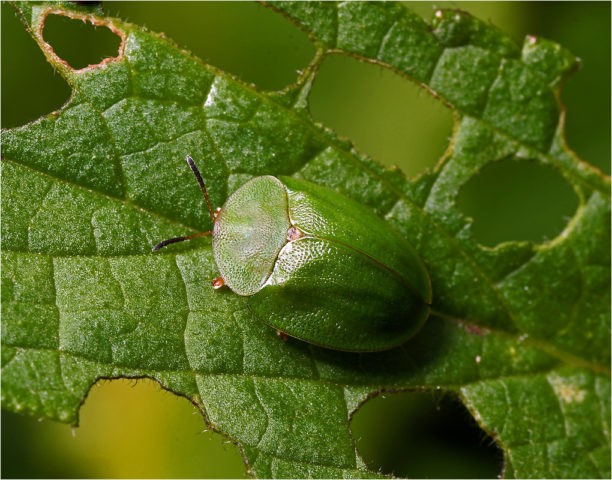 Peppermint Kubanskaya 6: description, reviews, photos