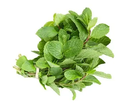 Peppermint &#8211; properties, use in the kitchen, use in cosmetics, contraindications