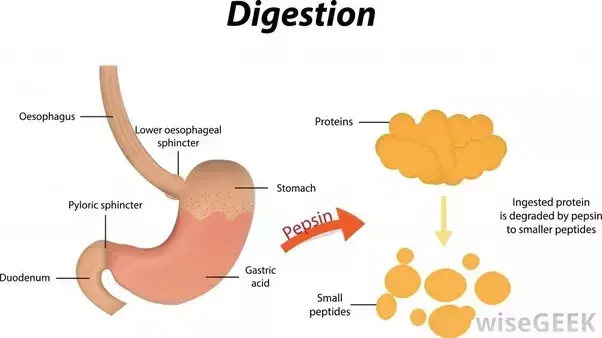 Pepsin &#8211; what is it?