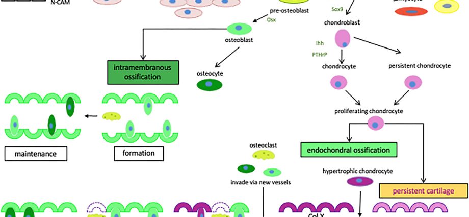 Peptide structurally related to parathyroid hormone (PTHrP)