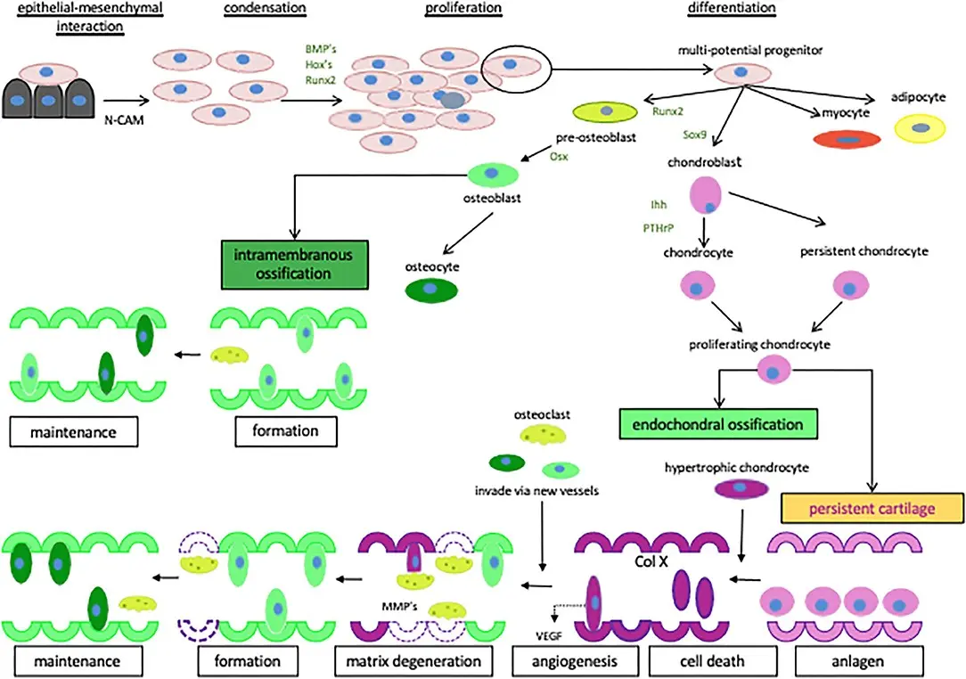 Peptide structurally related to parathyroid hormone (PTHrP)