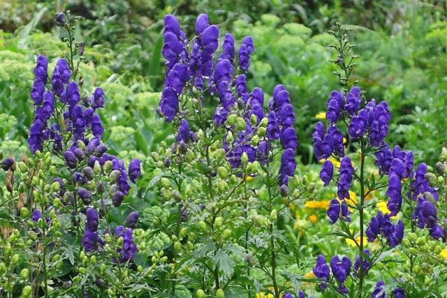 Perennial aconite flower: cultivation and care, types and varieties where it grows