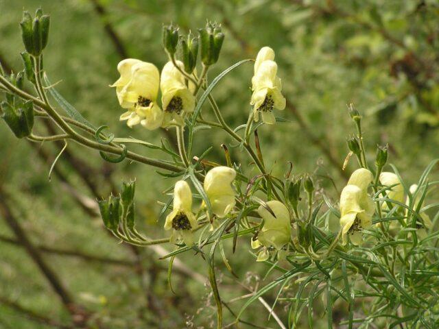 Perennial aconite flower: cultivation and care, types and varieties where it grows