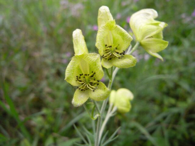 Perennial aconite flower: cultivation and care, types and varieties where it grows