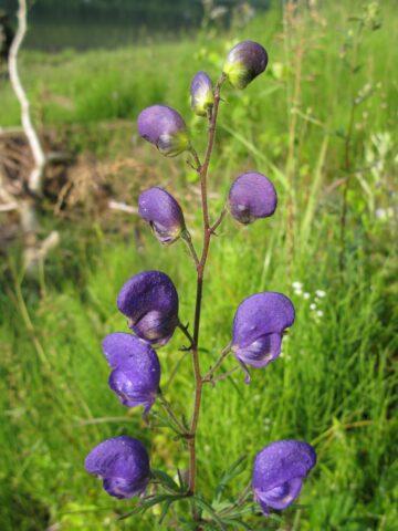 Perennial aconite flower: cultivation and care, types and varieties where it grows