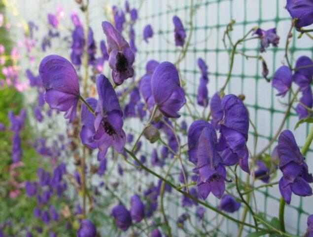 Perennial aconite flower: cultivation and care, types and varieties where it grows