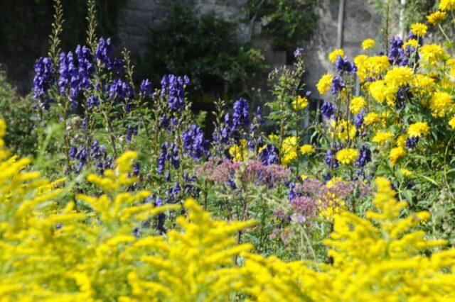 Perennial aconite flower: cultivation and care, types and varieties where it grows