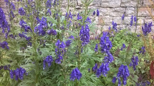 Perennial aconite flower: cultivation and care, types and varieties where it grows