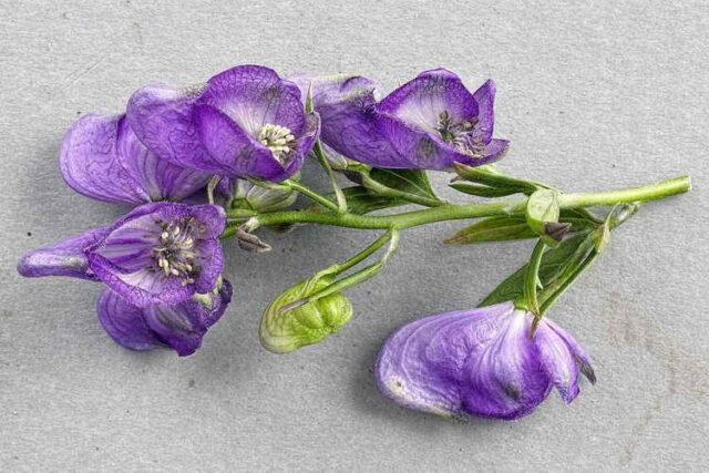 Perennial aconite flower: cultivation and care, types and varieties where it grows