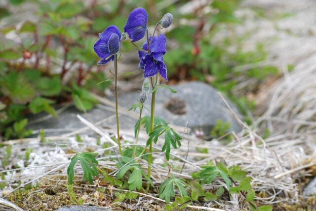 Perennial aconite flower: cultivation and care, types and varieties where it grows