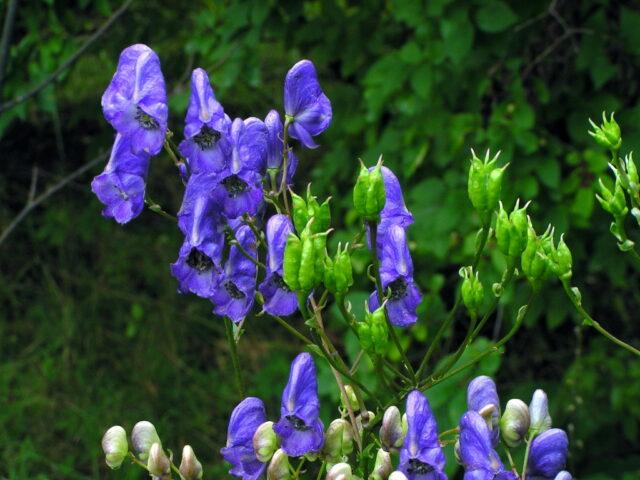 Perennial aconite flower: cultivation and care, types and varieties where it grows