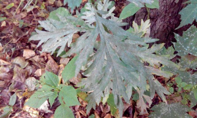 Perennial aconite flower: cultivation and care, types and varieties where it grows