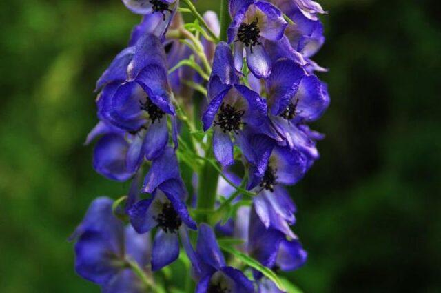 Perennial aconite flower: cultivation and care, types and varieties where it grows