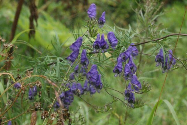 Perennial aconite flower: cultivation and care, types and varieties where it grows