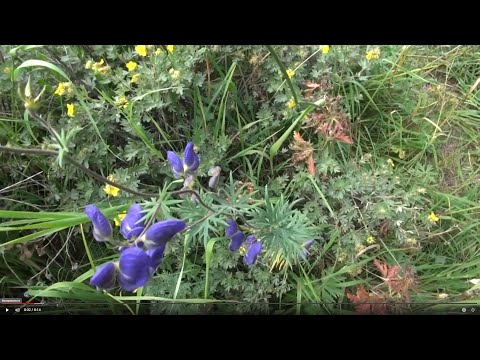 Perennial aconite flower: cultivation and care, types and varieties where it grows