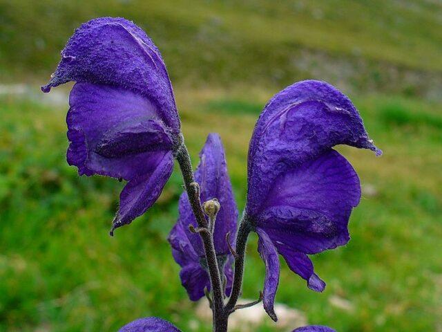 Perennial aconite flower: cultivation and care, types and varieties where it grows