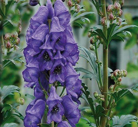 Perennial aconite flower: cultivation and care, types and varieties where it grows