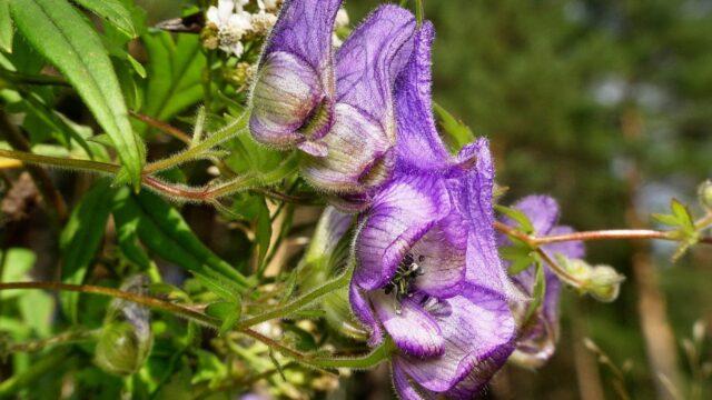 Perennial aconite flower: cultivation and care, types and varieties where it grows