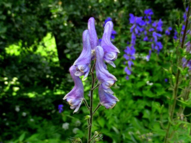 Perennial aconite flower: cultivation and care, types and varieties where it grows