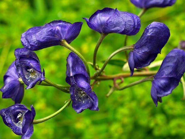 Perennial aconite flower: cultivation and care, types and varieties where it grows