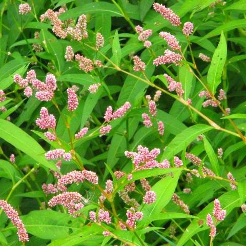 Perennial and annual grass weeds 