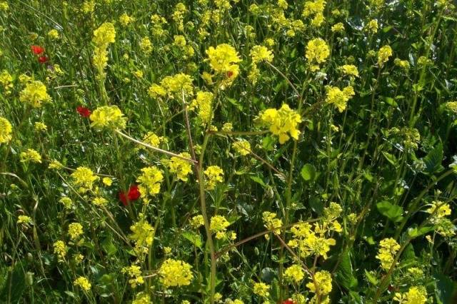 Perennial and annual grass weeds 